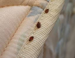 bed-bug-on-matress.jpg