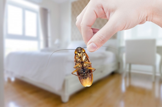 woman-s-hand-holding-cockroach-bedroom-eliminate-cockroach-bedroom-35148-57.jpg